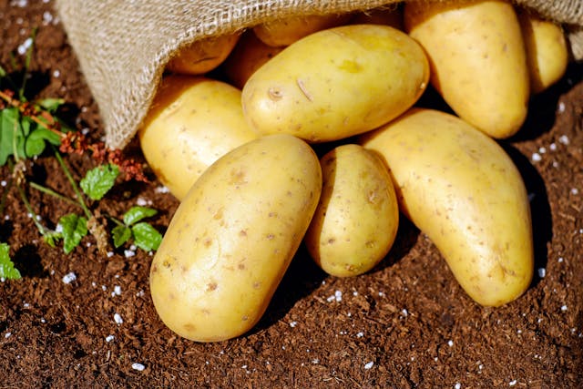 Saco de batatas para representar as melhores fontes de carboidrato